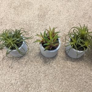 Fake succulent plants